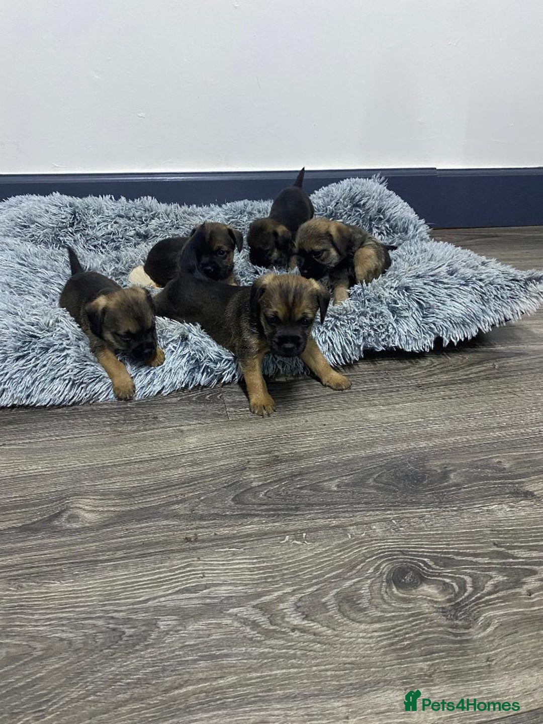 Border Terrier dogs for sale: Beautiful Border Terrier puppies for sale - Advert 9