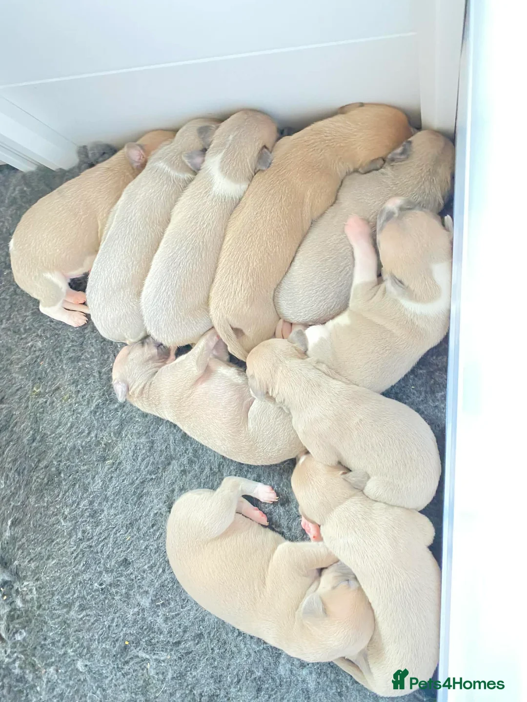 Whippet dogs for sale: Top Quality Whippet puppies - Advert 8