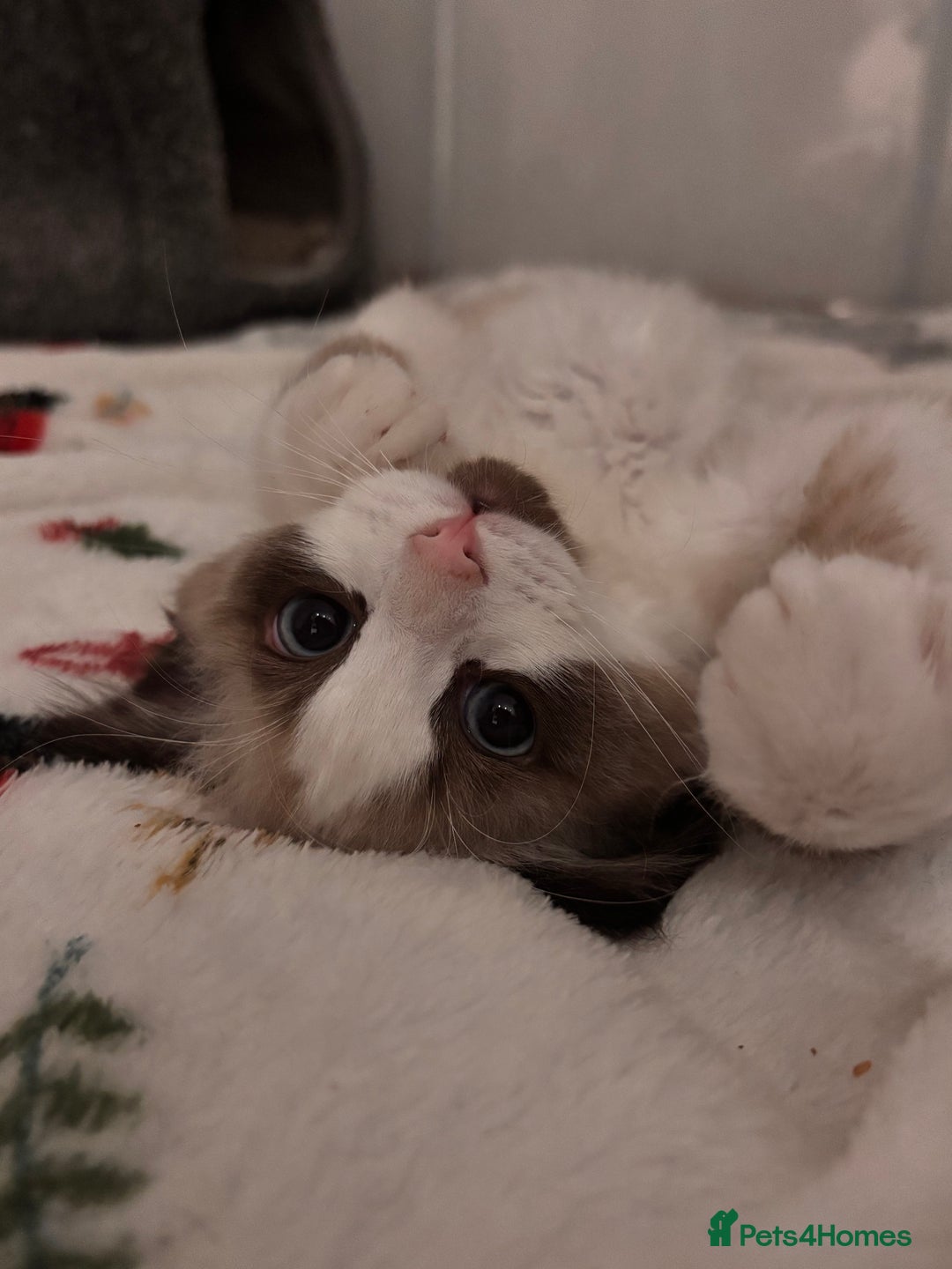 Ragdoll cats for sale: Adorable Ragdoll kitten available  - Advert 5