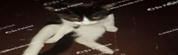 Mixed Breed cats for sale: Adorable kitten looking for a loving home. - Advert 8