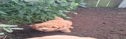 Cockapoo dogs for sale: Cockapoos F2 (deep red/faun) - Advert 6