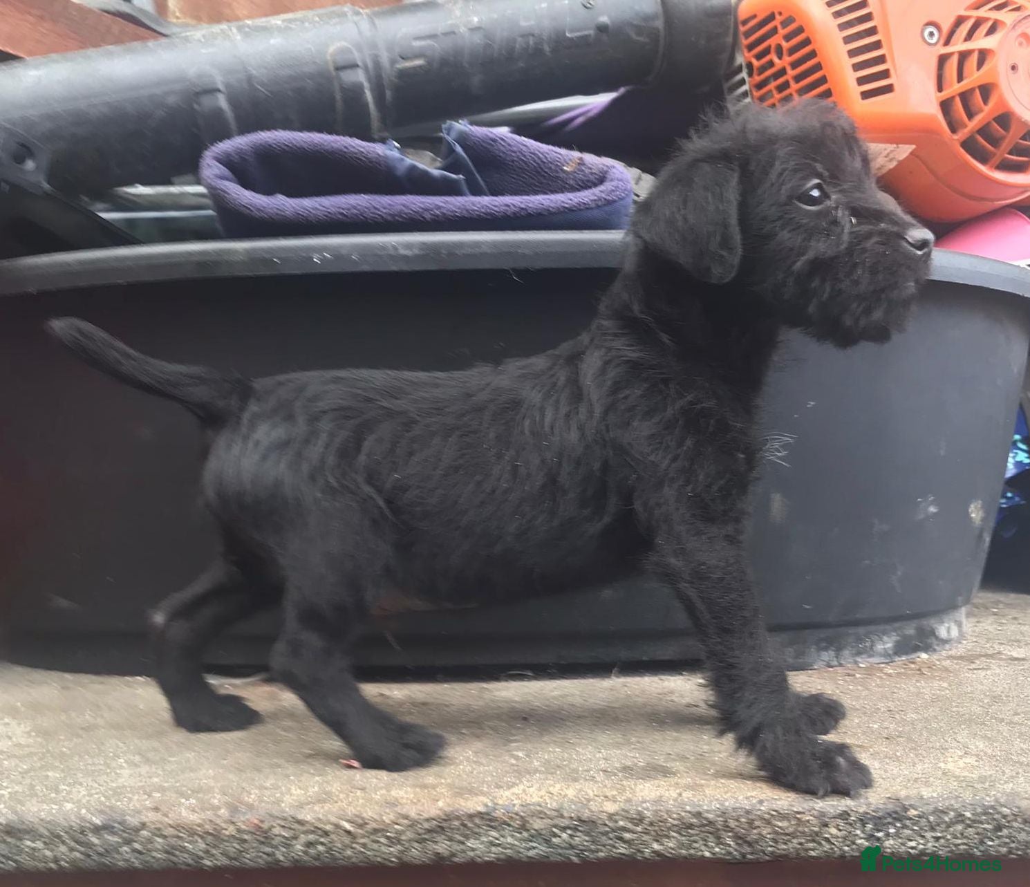 Patterdale Terrier dogs Patterdale fell  terrier puppies  - Advert 4