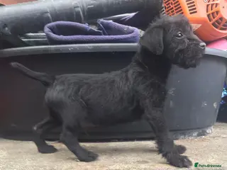 Patterdale Terrier dogs Patterdale fell terrier puppies - Advert 4