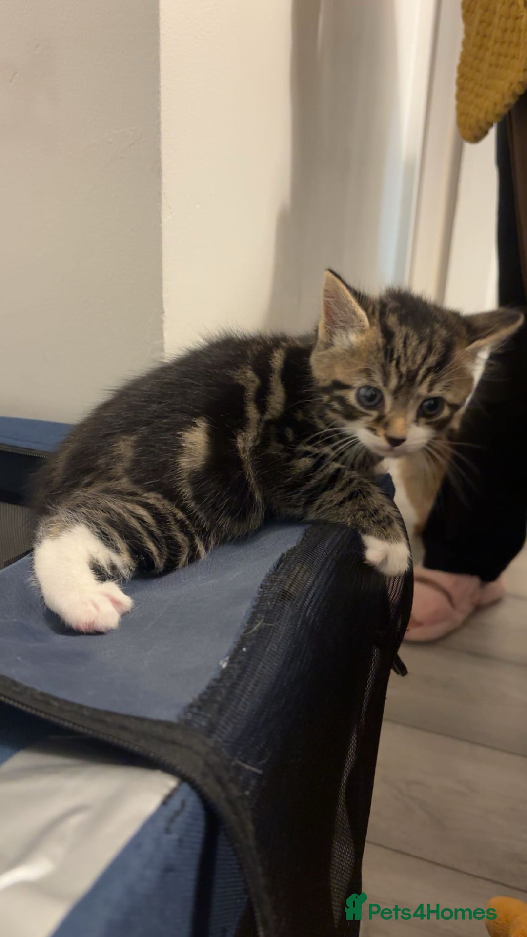 American Shorthair cats for sale: Kittens for Sale - Advert 5