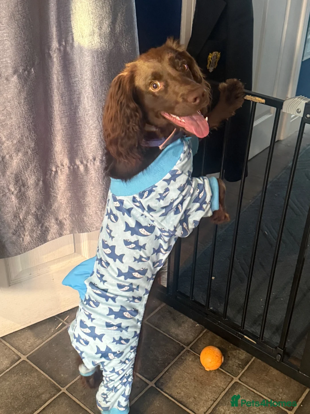 Cocker Spaniel dogs for sale: Chocolate cocker spaniel puppy 10 months old in Dagenham - Advert 2