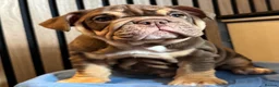 English Bulldog dogs for sale: English Bulldog Female  - Advert 9