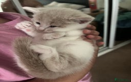 Mixed Breed cats for sale: Sweetest 5 kittens  - Image 12