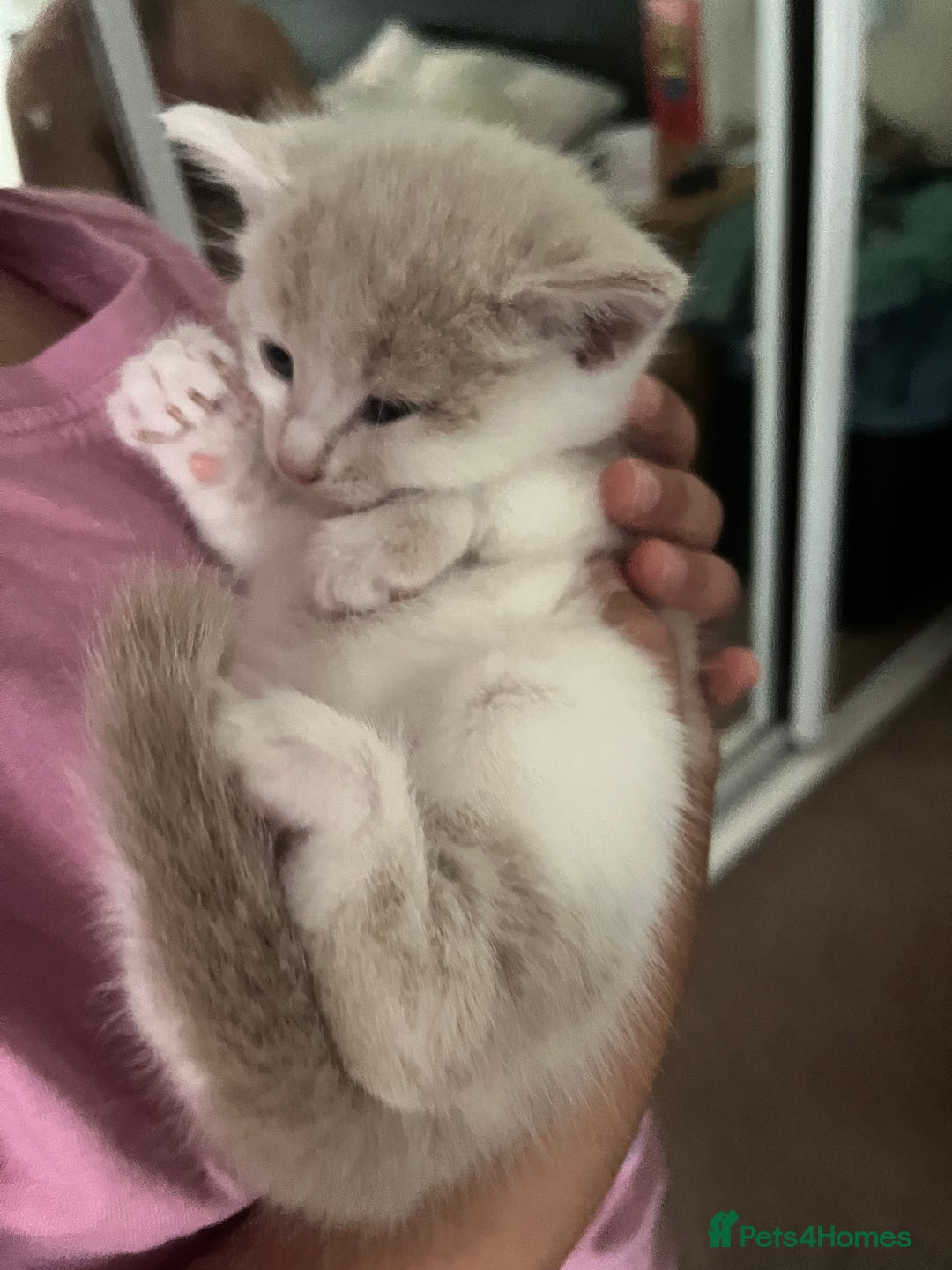 Mixed Breed cats for sale: Sweetest 5 kittens  - Image 12