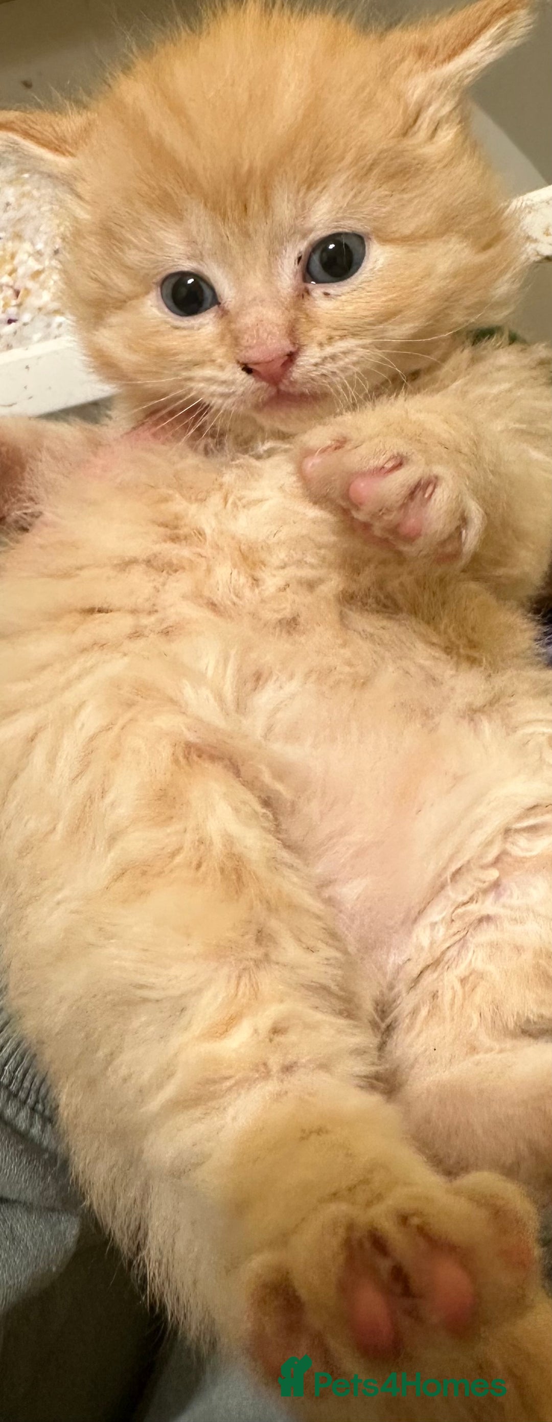 Maine Coon cats for sale: We have 4  sweet English Maine coon kittens❣️ - Advert 8