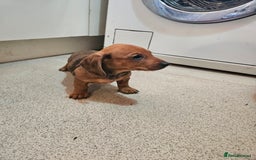 Dachshund dogs for sale: Dachshund puppies for sale  - Image 7
