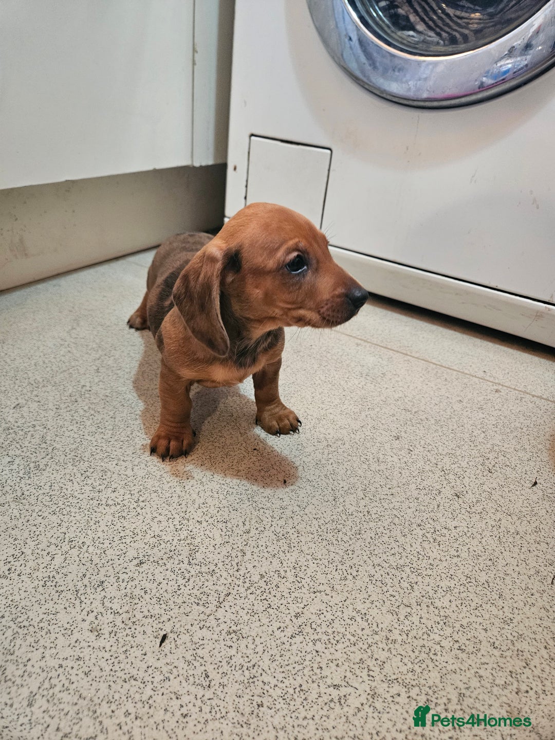 Dachshund dogs for sale: Dachshund puppies for sale  - Image 7