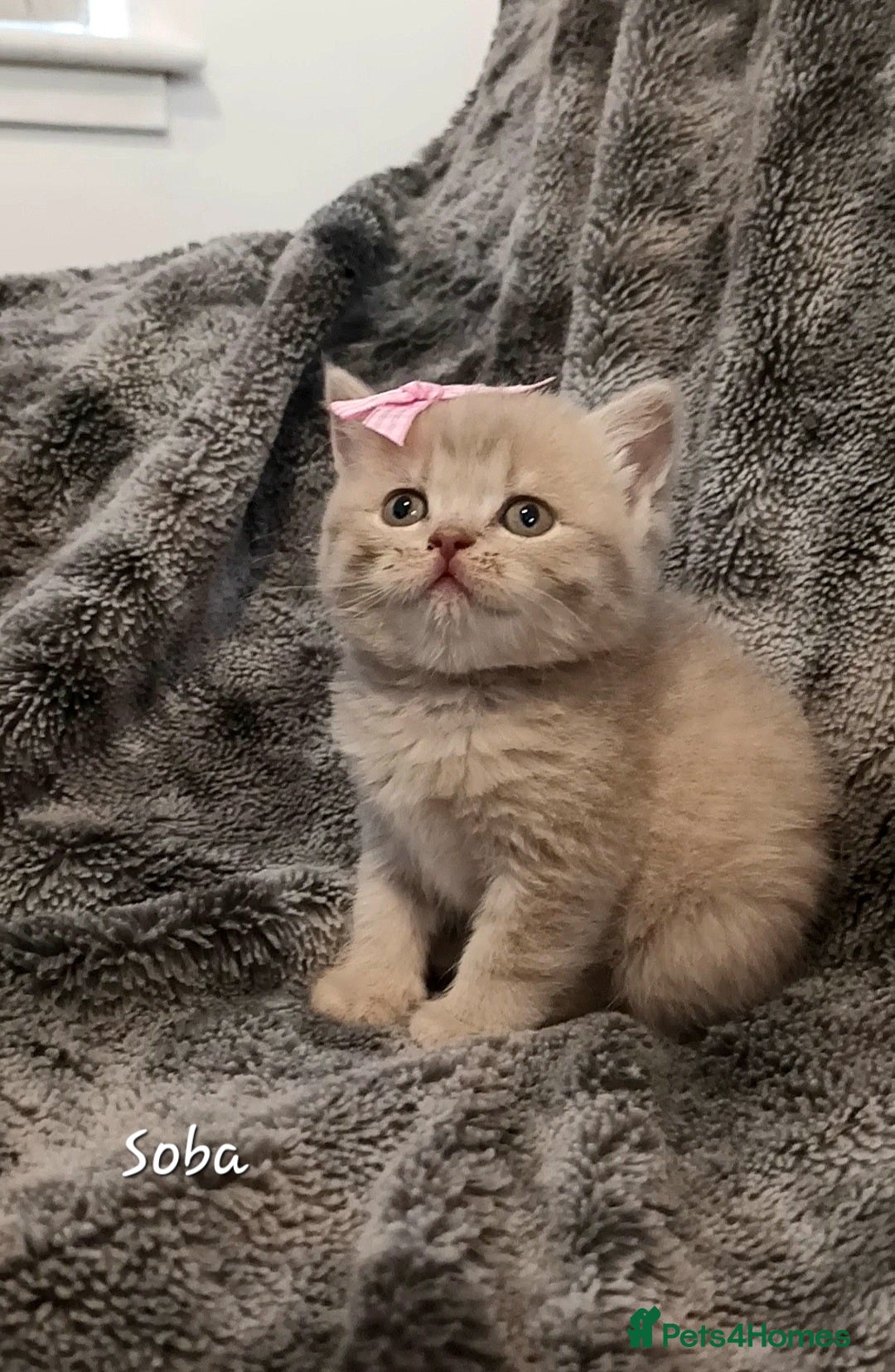 British Shorthair cats Rose gold British Shorthair  - Advert 8
