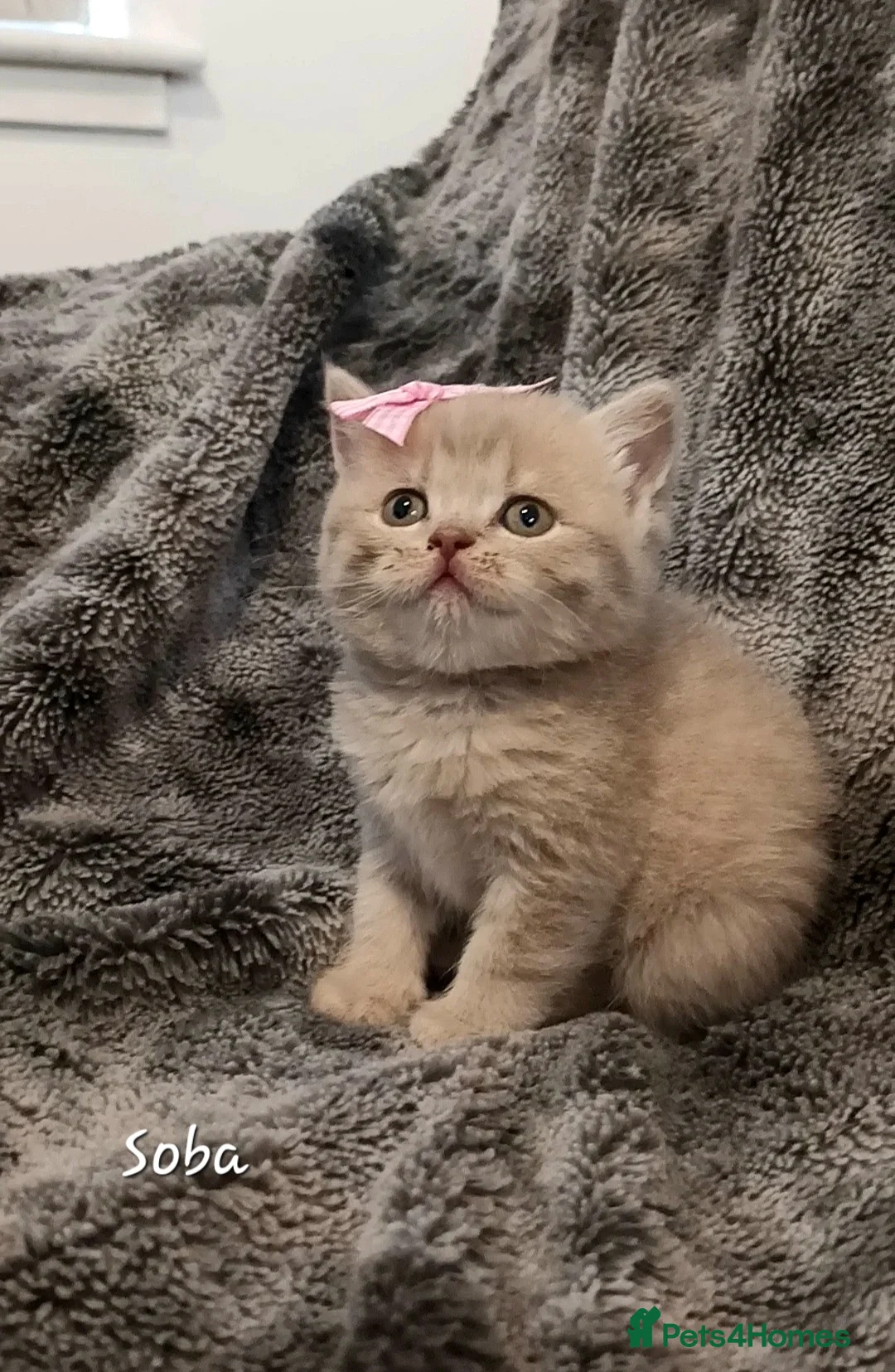 British Shorthair cats for sale: Rose gold British Shorthair  - Advert 2