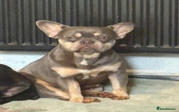 French Bulldog dogs for sale: Luna 1 year old Frenchie  - Image 1