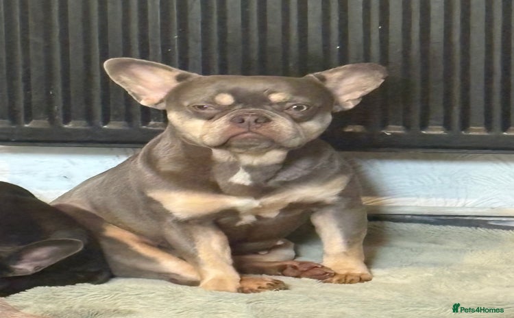 French Bulldog dogs - Advert 2