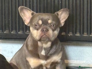 French Bulldog dogs - Advert 2