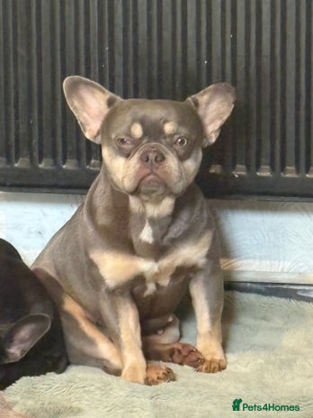 French Bulldog dogs - Advert 2