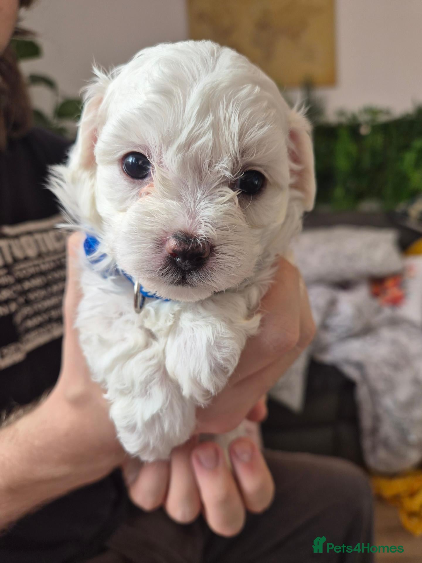 Maltipoo dogs Premium Isabella & Ivory Mini Maltipoo F2   - Advert 1