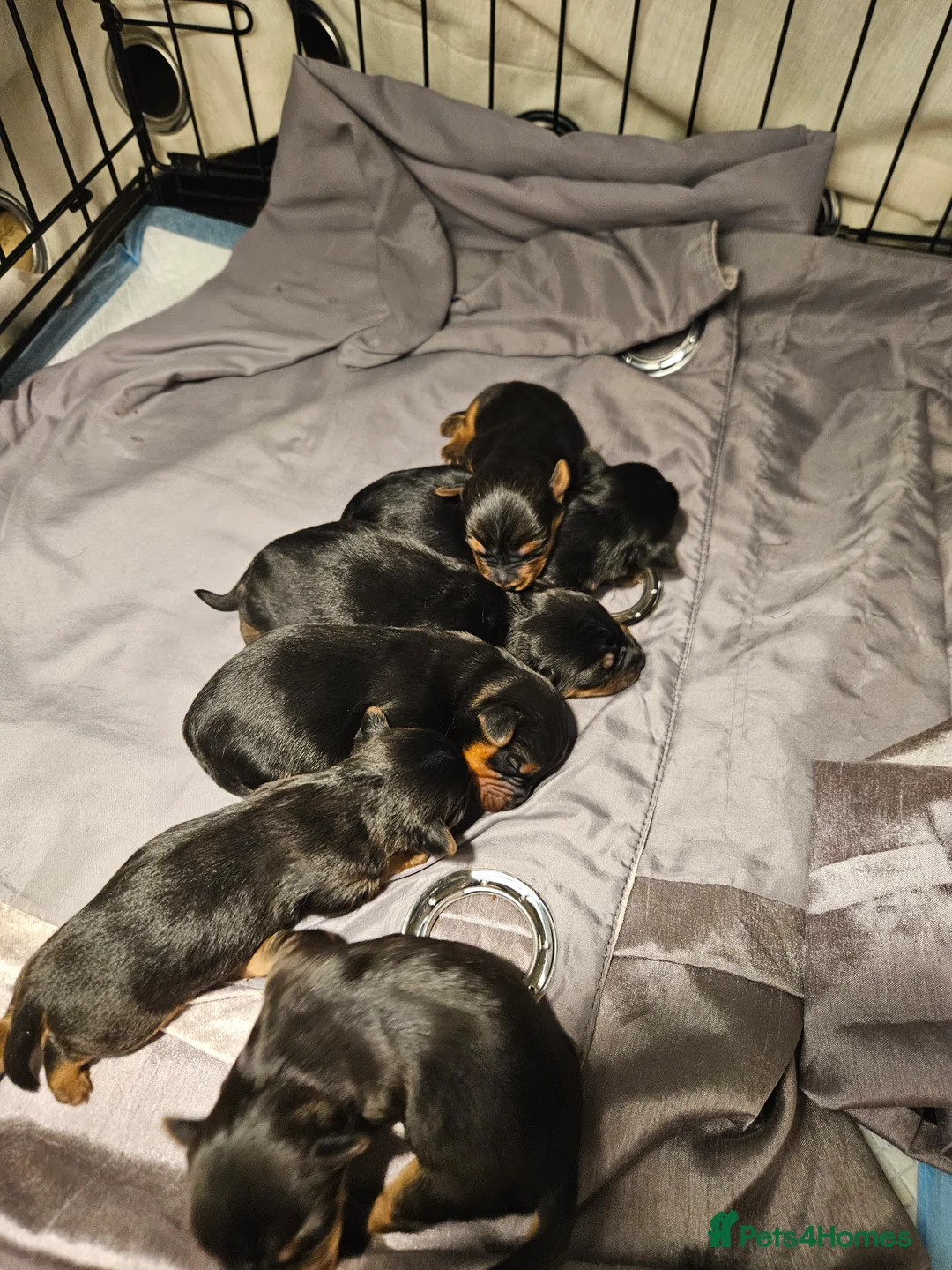 Yorkshire Terrier dogs for sale: Yorkshire puppies - Advert 1