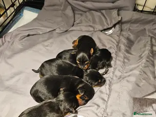 Yorkshire Terrier dogs Yorkshire puppies - Advert 5