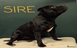 Staffordshire Bull Terrier dogs for sale: KC Registered Champions Bloodline Show Quality  - Image 17