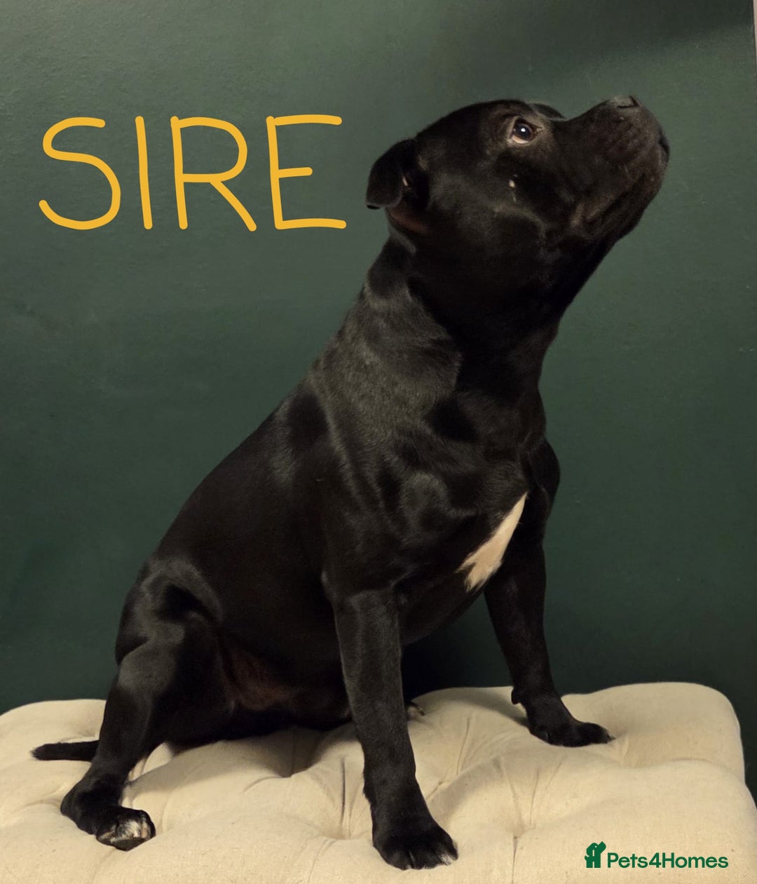 Staffordshire Bull Terrier dogs for sale: KC Registered Champions Bloodline Show Quality  - Image 17