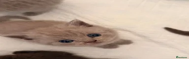 British Shorthair Kitten 2
