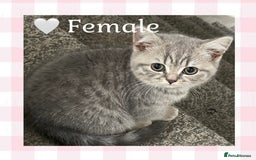 British Shorthair cats for sale: 🩷 Gorgeous British Shorthair Kittens 💙 - Image 5