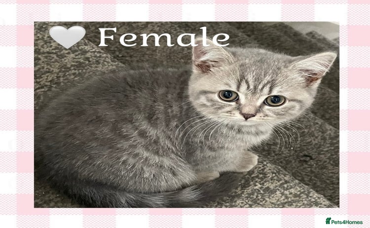 British Shorthair cats - Advert 12