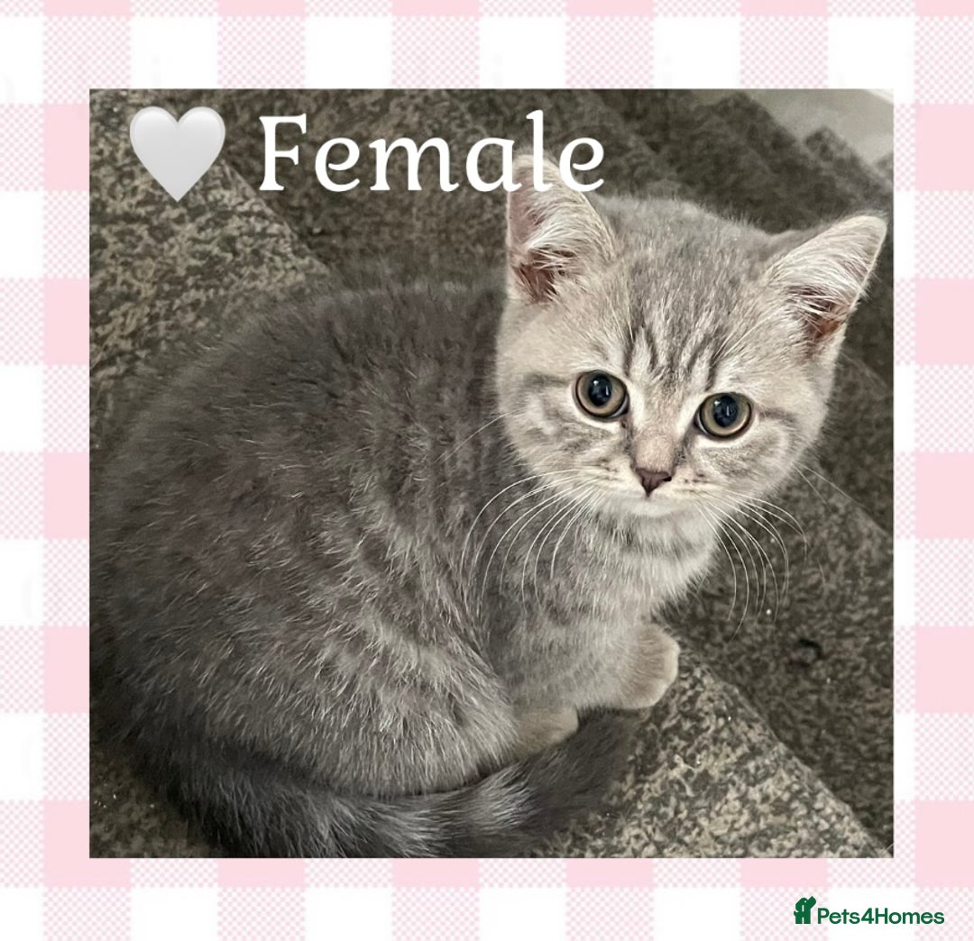 British Shorthair cats for sale: 🩷 Gorgeous British Shorthair Kittens 💙 - Image 5