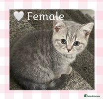 British Shorthair cats - Advert 3