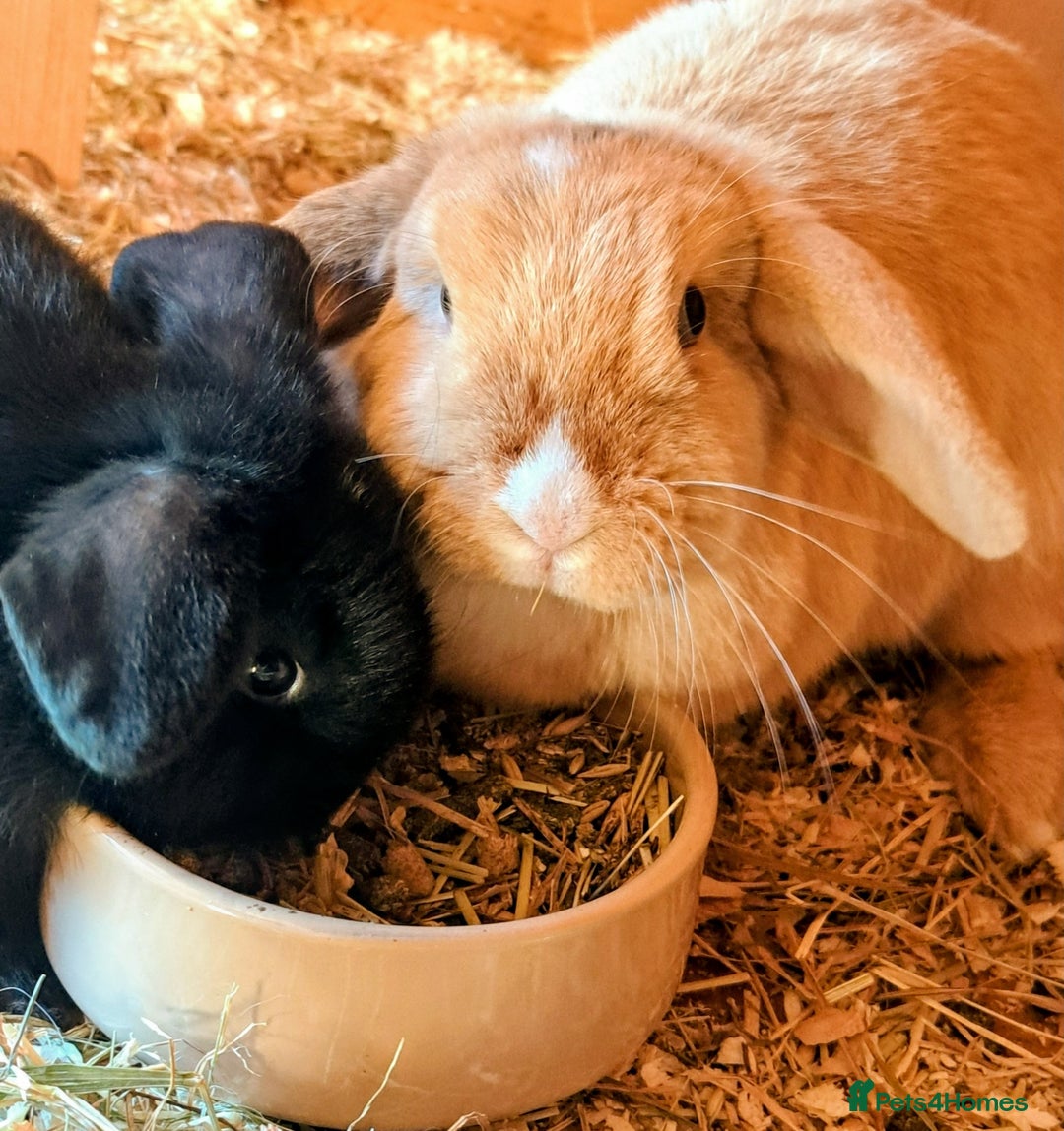 Mini Lop rabbits for sale: Adorable Pure Bred Mini Lop 🥰🐰 - Image 8