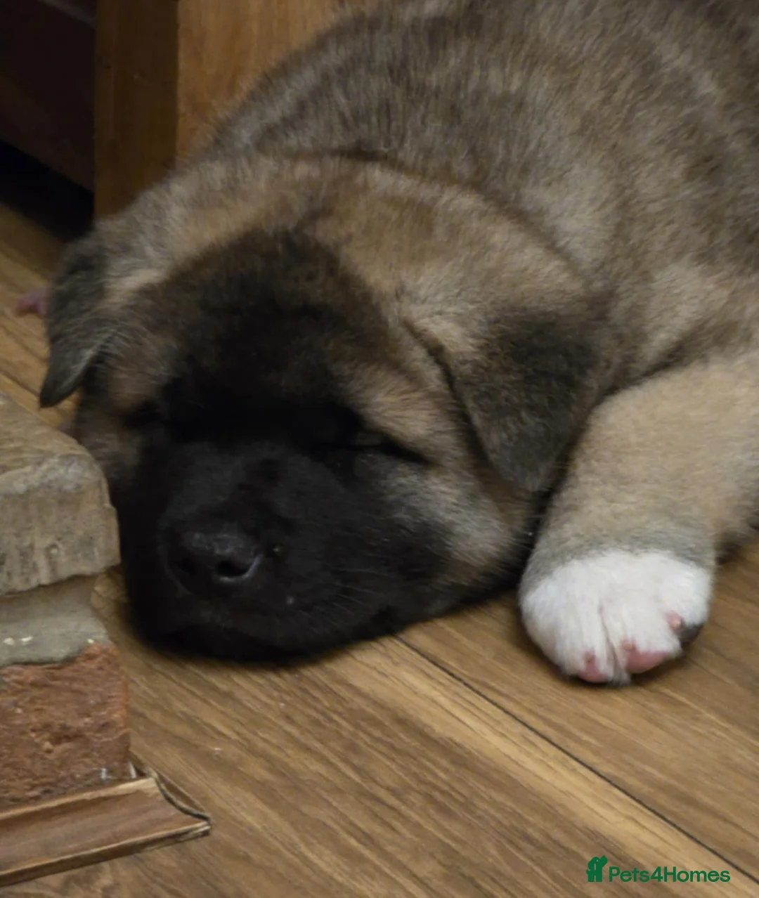 Akita dogs for sale: Beautiful KC registered pups  - Advert 1