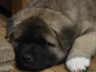 Akita dogs Beautiful KC registered pups - Advert 2