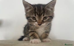 Mixed Breed cats for sale: Gorgeous tabby kittens are looking for new home  - Image 12