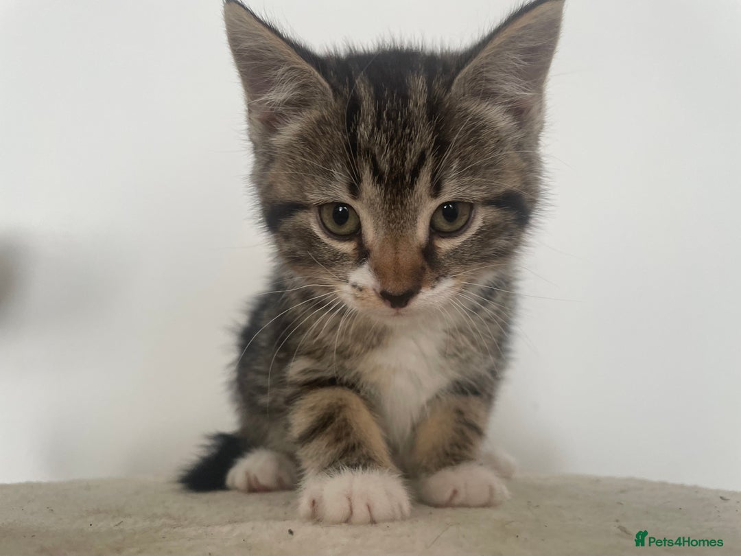 Mixed Breed cats for sale: Gorgeous tabby kittens are looking for new home  - Image 12