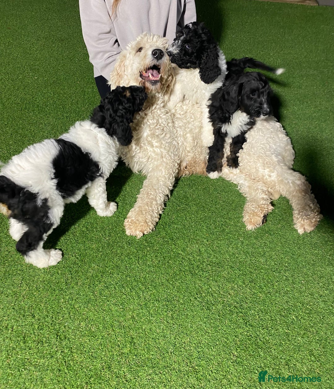 Bernedoodle dogs for sale: Tri-colour Bernedoodle  puppies  - Advert 12