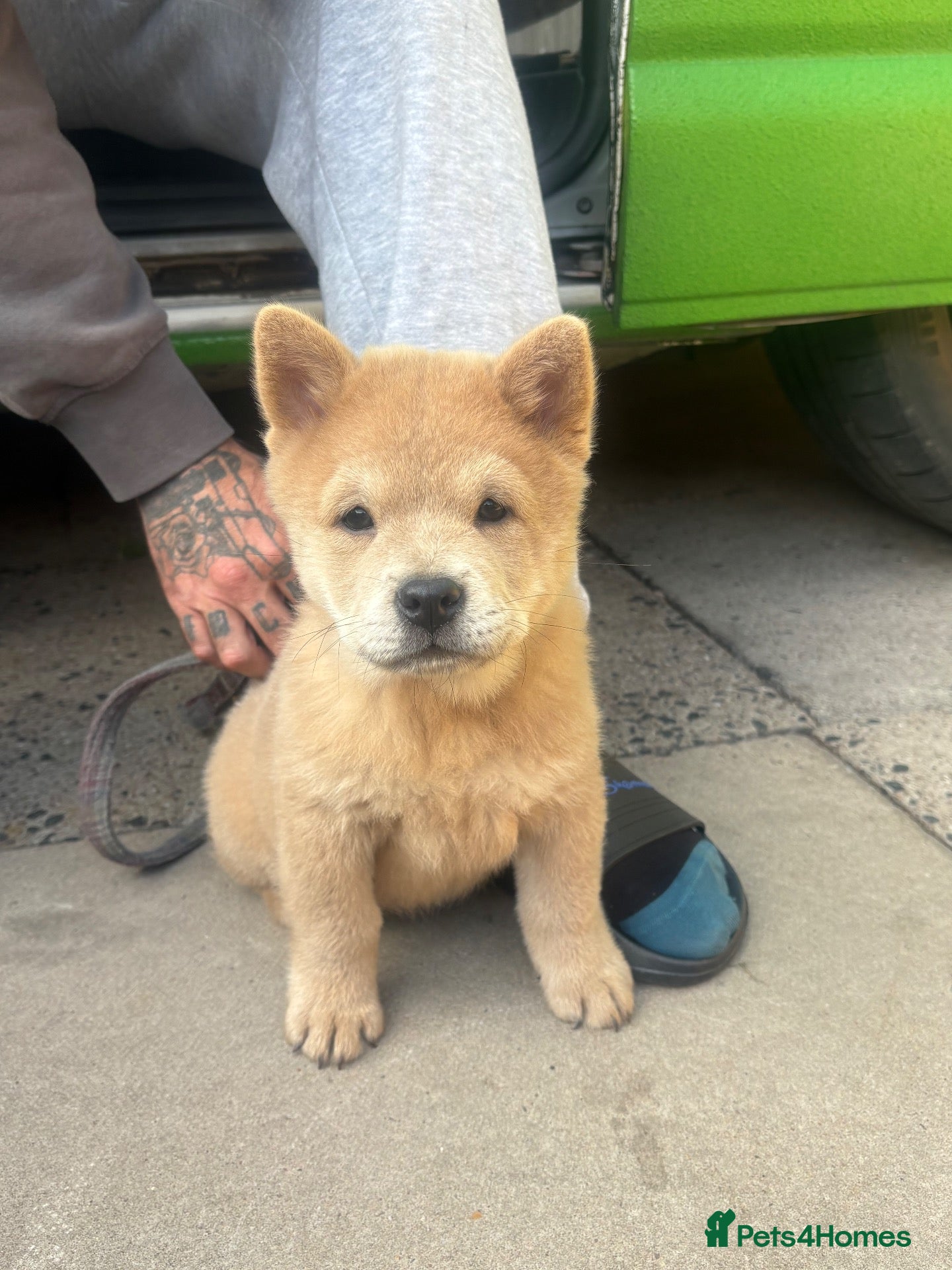 Chow Chow dogs Last 2 Girls CHEAP !!! - Advert 3
