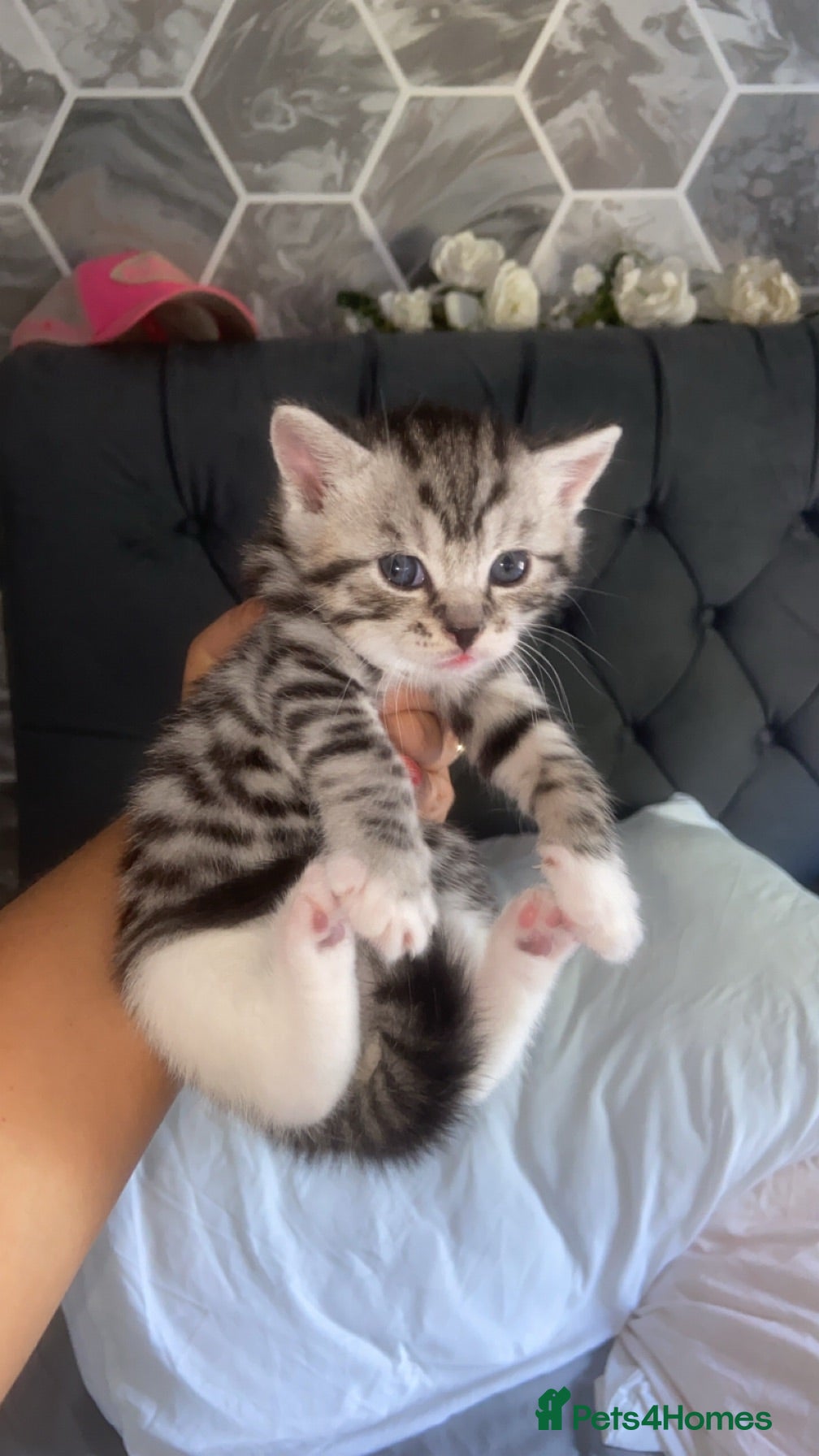Bengal cats 3 beautiful bengal/mixed boys ready to reserve  - Advert 7