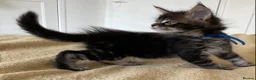 Maine Coon cats for sale: TICA registered large Maine Coon kittens - Advert 25