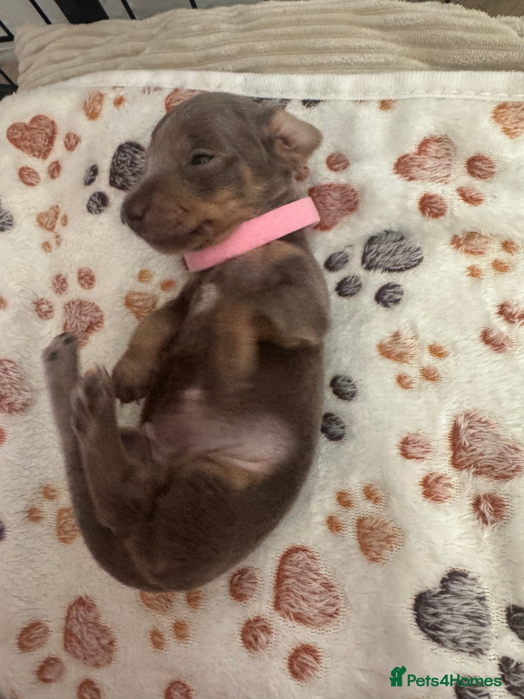 Miniature Dachshund dogs for sale: Miniature daschund puppies - Image 19