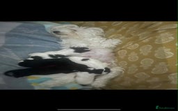 Maltipoo dogs for sale: Maltipoo puppies for sale  - Image 11
