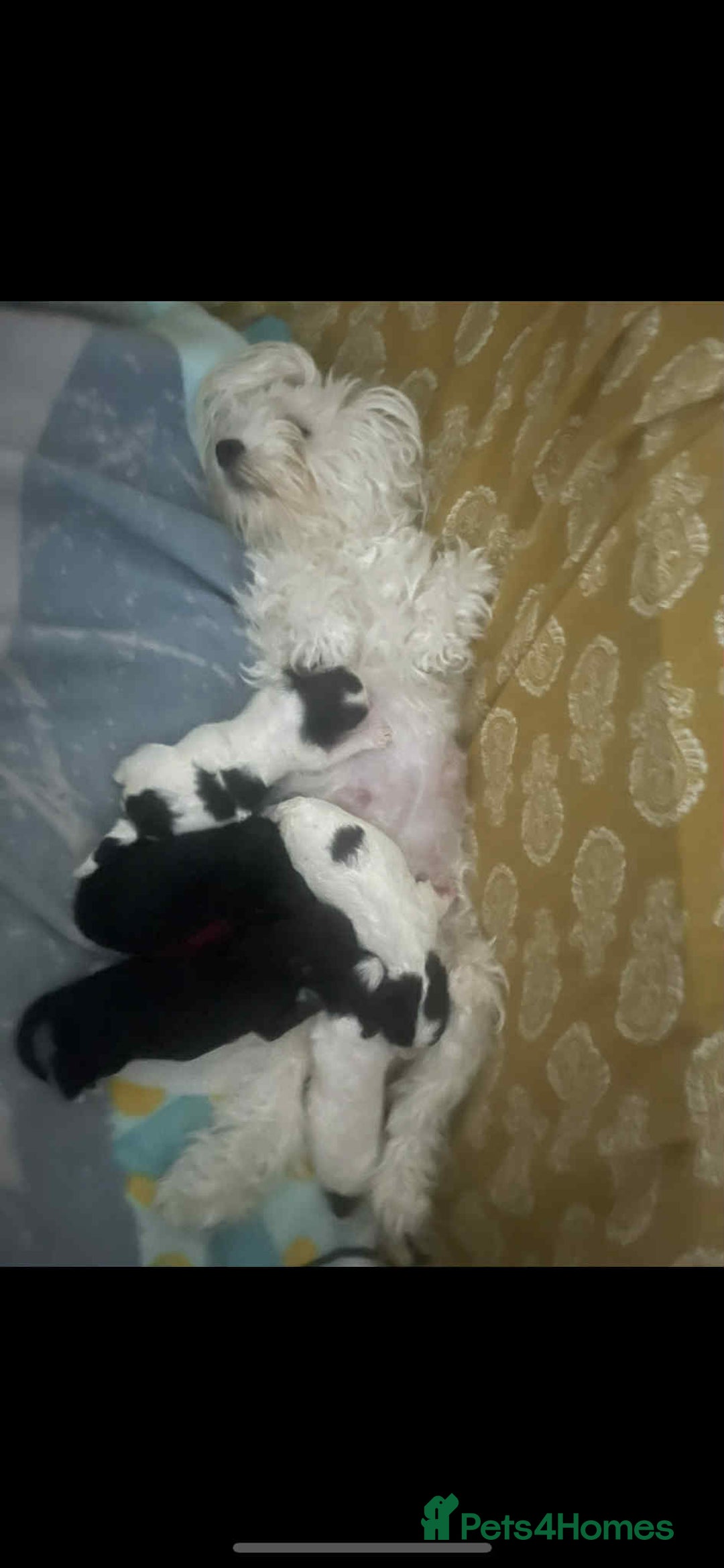 Maltipoo dogs for sale: Maltipoo puppies for sale  - Image 11