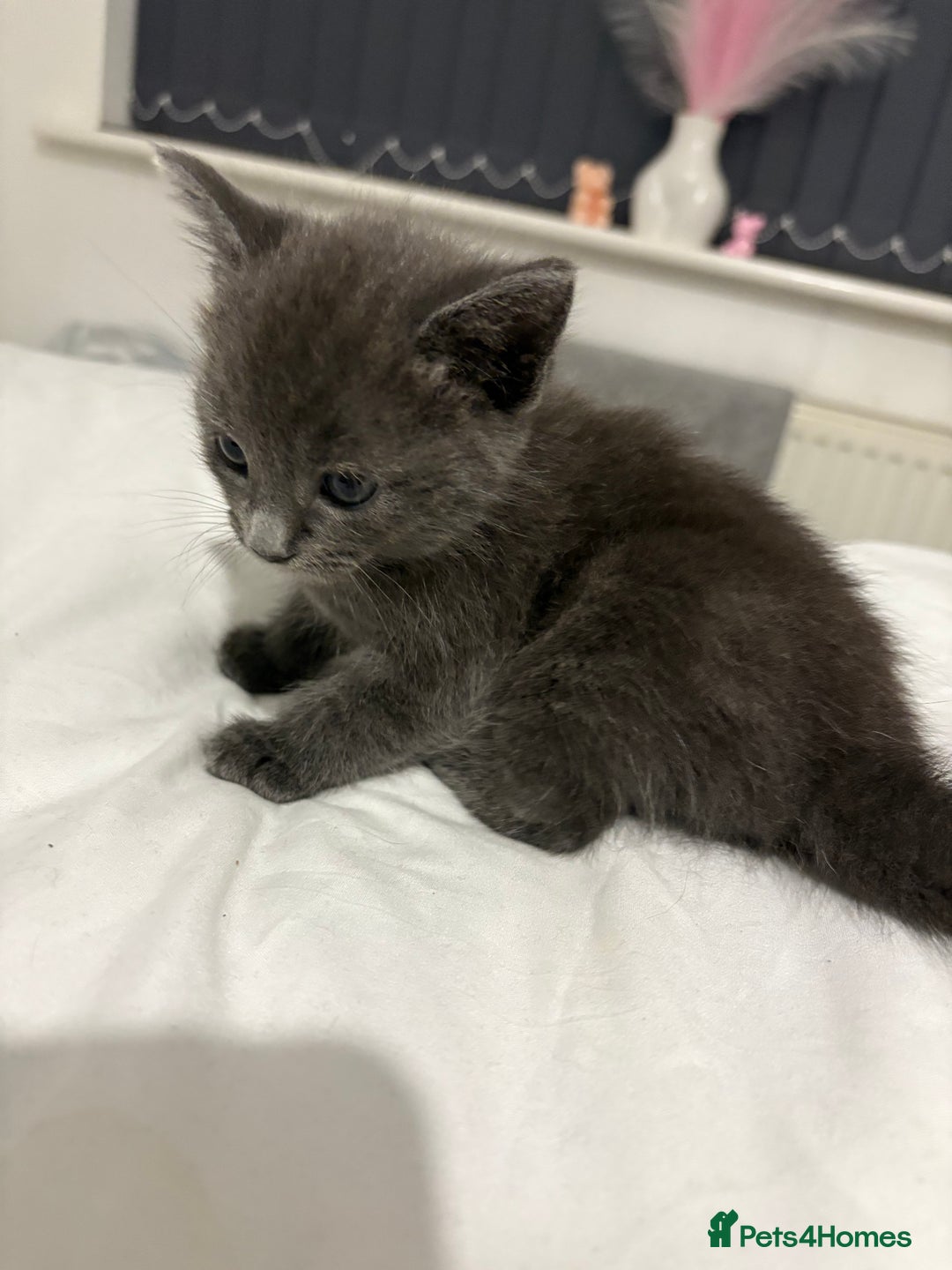 British Shorthair cats for sale: Grey kittens  - Image 4