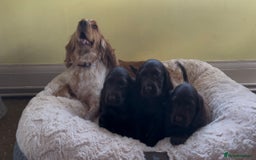 Cocker Spaniel dogs for sale: 🌟Gorgeous 100% show type cocker spaniel puppies🌟 - Image 19