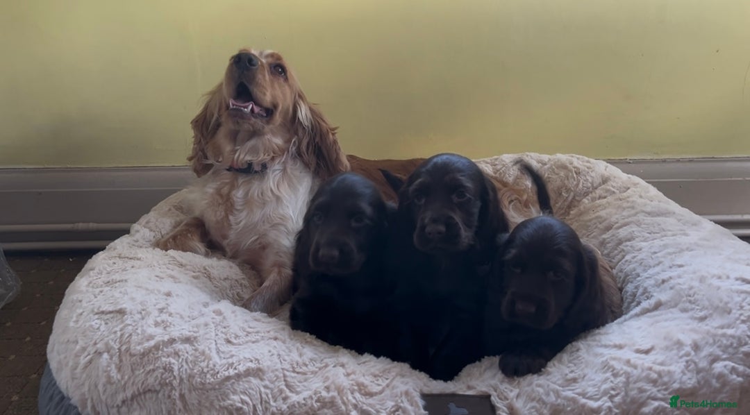 Cocker Spaniel dogs for sale: 🌟Gorgeous 100% show type cocker spaniel puppies🌟 - Image 19