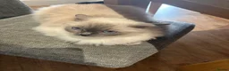 Ragdoll cats for sale: Ragdoll female cat  - Advert 6