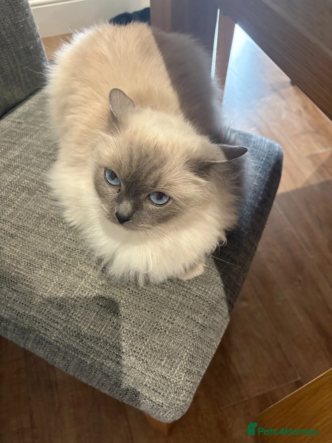 Ragdoll cats for sale: Ragdoll female cat  - Advert 6