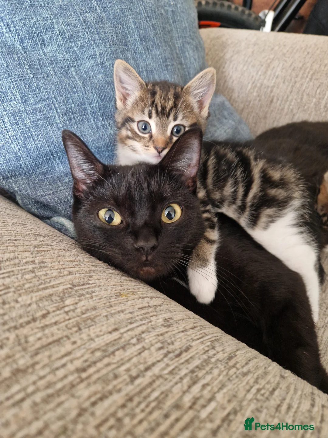 Mixed Breed cats for sale: 3 Beautiful female tabby kittens  - Advert 10