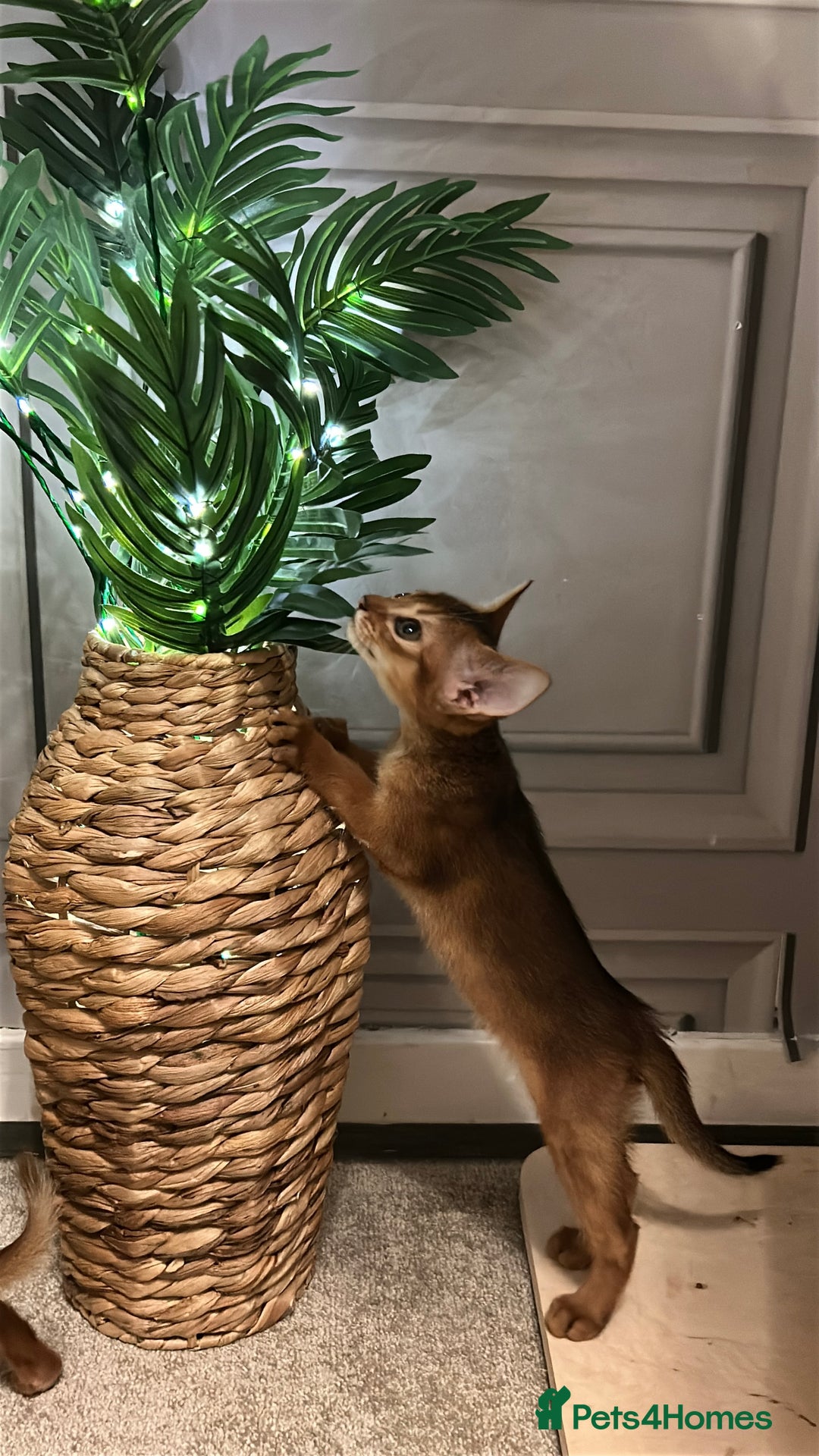 Abyssinian cats for sale: TICA champion line Abyssinian kittens  - Image 31